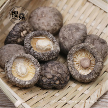 Fábrica seca 100% natural pura de la exportación del shiitake del champiñón secado